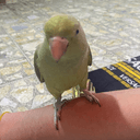 سكيت